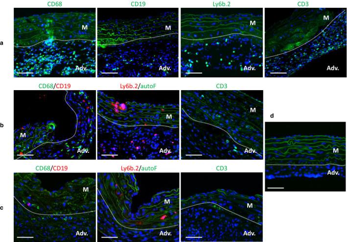 https://cdn.ncbi.nlm.nih.gov/pmc/blobs/dfba/7690909/da732d31852c/PHY2-8-e14631-g005.jpg