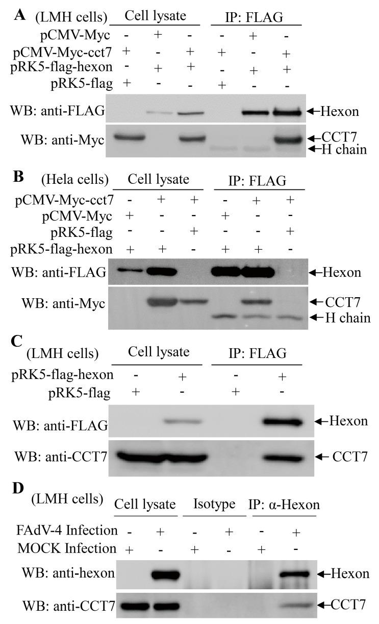 https://cdn.ncbi.nlm.nih.gov/pmc/blobs/dfbb/6410038/53a0ca1f2301/viruses-11-00107-g003.jpg