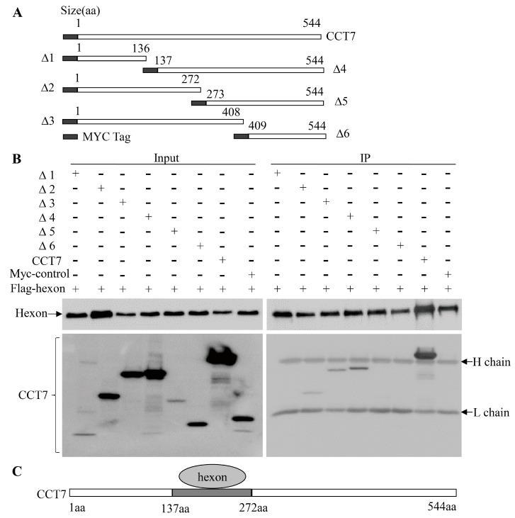 https://cdn.ncbi.nlm.nih.gov/pmc/blobs/dfbb/6410038/a9ecb606df5e/viruses-11-00107-g005.jpg