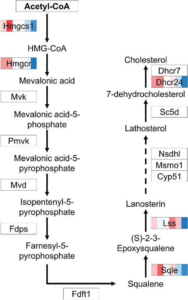 https://cdn.ncbi.nlm.nih.gov/pmc/blobs/dfbc/7405837/7815a617fe41/iovs-61-5-49-f008.jpg