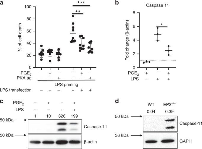 https://cdn.ncbi.nlm.nih.gov/pmc/blobs/dfbe/7044193/5392fa65ebca/41467_2020_14945_Fig1_HTML.jpg