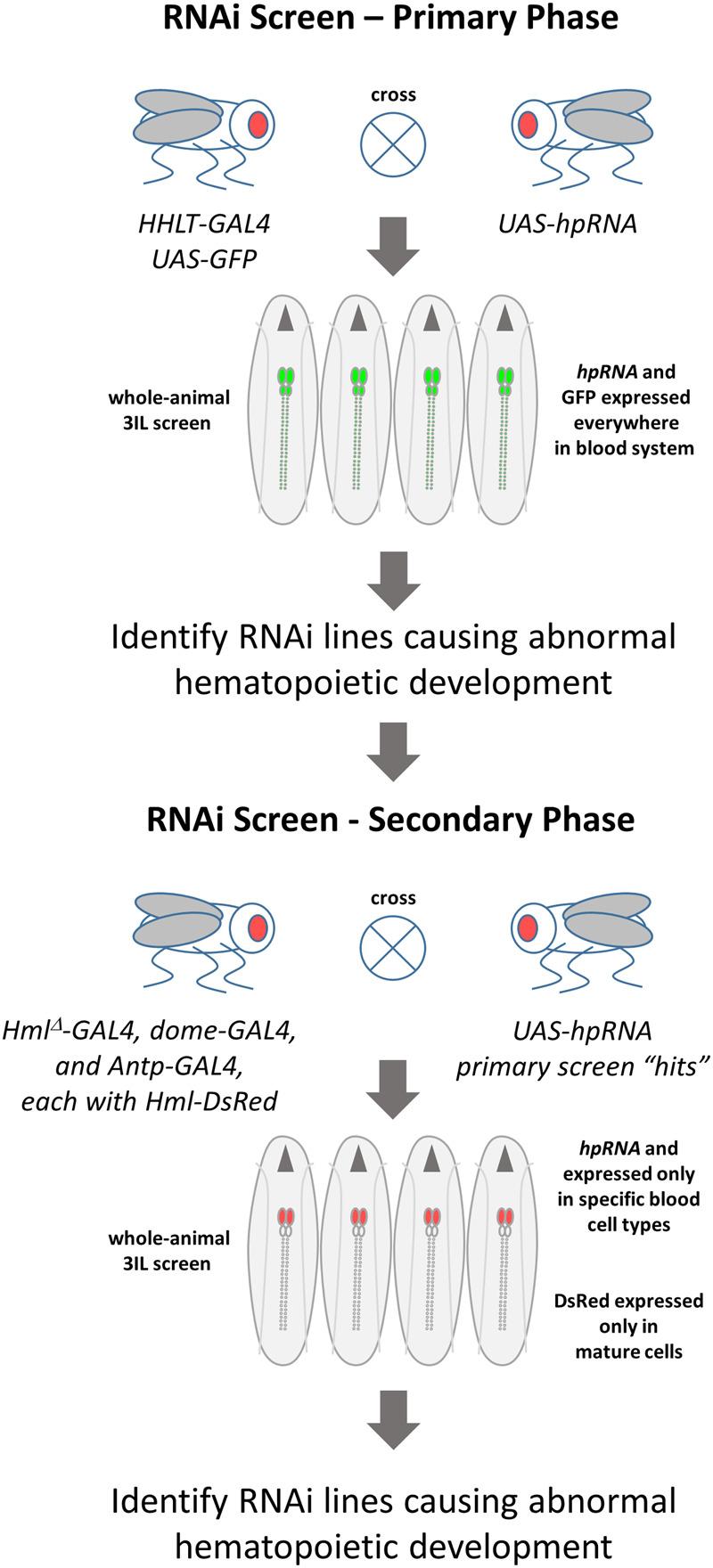 https://cdn.ncbi.nlm.nih.gov/pmc/blobs/dfbf/8022729/f8357bd8cc25/jkaa028f1.jpg