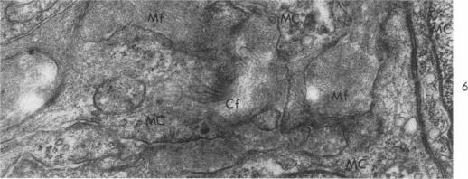 https://cdn.ncbi.nlm.nih.gov/pmc/blobs/dfc0/1949743/03f03b545ea7/amjpathol00311-0046-b.jpg