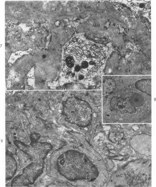 https://cdn.ncbi.nlm.nih.gov/pmc/blobs/dfc0/1949743/ababcac03940/amjpathol00311-0047-a.jpg