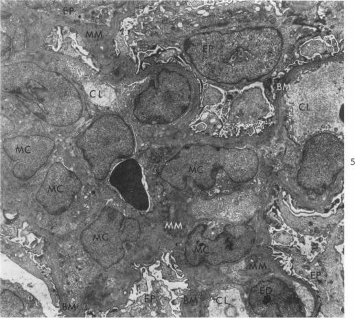 https://cdn.ncbi.nlm.nih.gov/pmc/blobs/dfc0/1949743/f7d5bbeb0851/amjpathol00311-0046-a.jpg