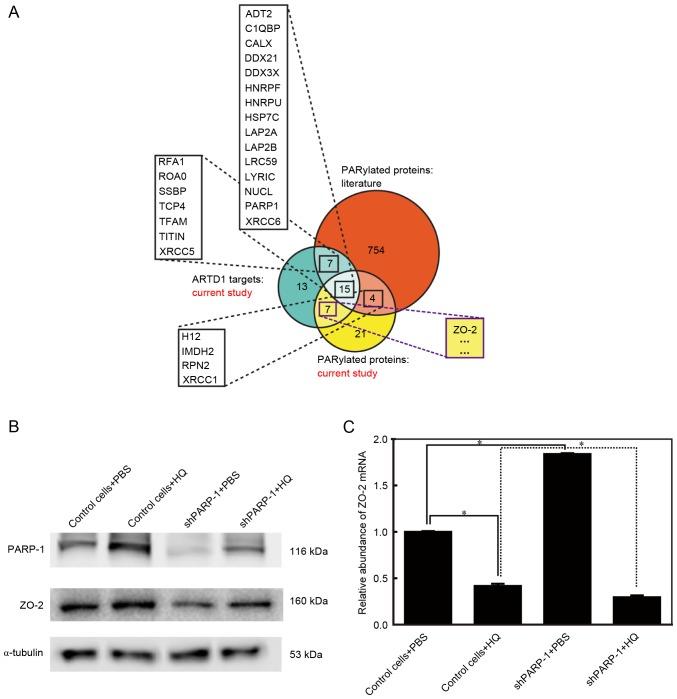 https://cdn.ncbi.nlm.nih.gov/pmc/blobs/dfc5/5779892/3ab603236c61/MMR-16-06-8076-g02.jpg