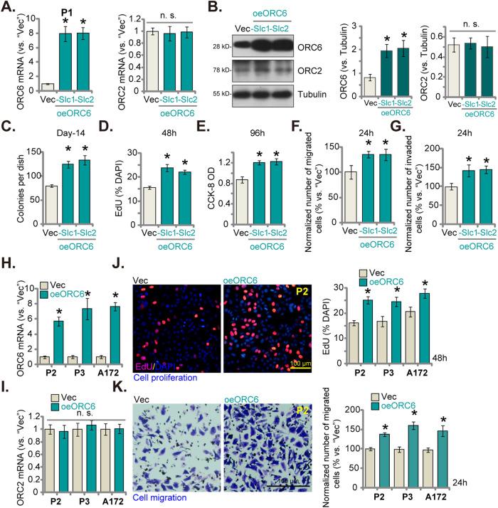 https://cdn.ncbi.nlm.nih.gov/pmc/blobs/dfc7/11227543/3160d868a7d3/41419_2024_6764_Fig6_HTML.jpg