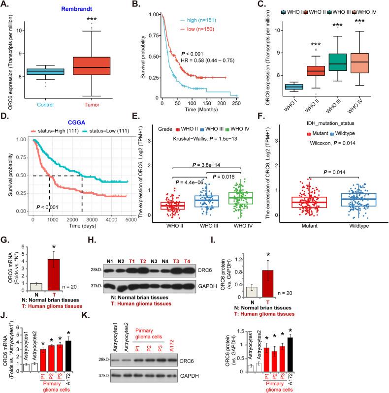 https://cdn.ncbi.nlm.nih.gov/pmc/blobs/dfc7/11227543/38cc1c3ede21/41419_2024_6764_Fig2_HTML.jpg