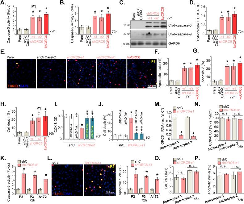 https://cdn.ncbi.nlm.nih.gov/pmc/blobs/dfc7/11227543/b251ac7d3f62/41419_2024_6764_Fig5_HTML.jpg