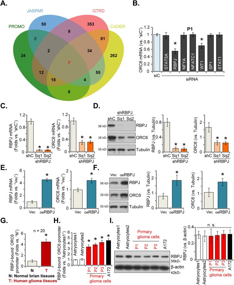 https://cdn.ncbi.nlm.nih.gov/pmc/blobs/dfc7/11227543/c7a7364d731e/41419_2024_6764_Fig8_HTML.jpg