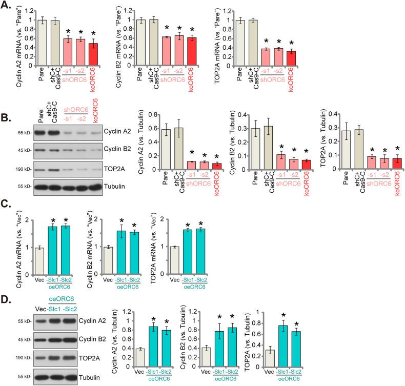 https://cdn.ncbi.nlm.nih.gov/pmc/blobs/dfc7/11227543/d6fbfc16114f/41419_2024_6764_Fig7_HTML.jpg