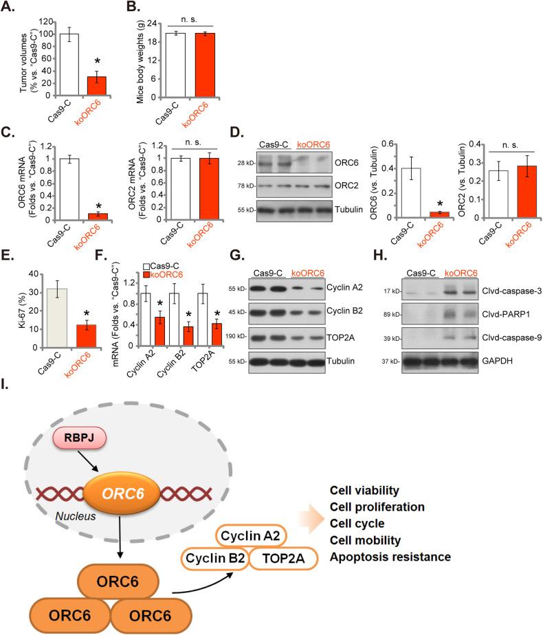 https://cdn.ncbi.nlm.nih.gov/pmc/blobs/dfc7/11227543/e93e6125330c/41419_2024_6764_Fig9_HTML.jpg