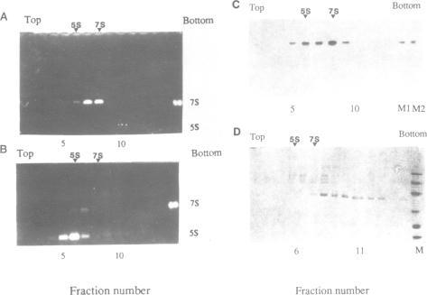 https://cdn.ncbi.nlm.nih.gov/pmc/blobs/dfca/338572/f35835b5a485/nar00159-0300-a.jpg