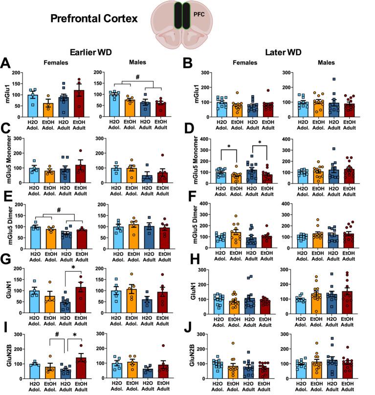 https://cdn.ncbi.nlm.nih.gov/pmc/blobs/dfcc/12301339/4faca00c68dc/fnbeh-19-1619889-g004.jpg