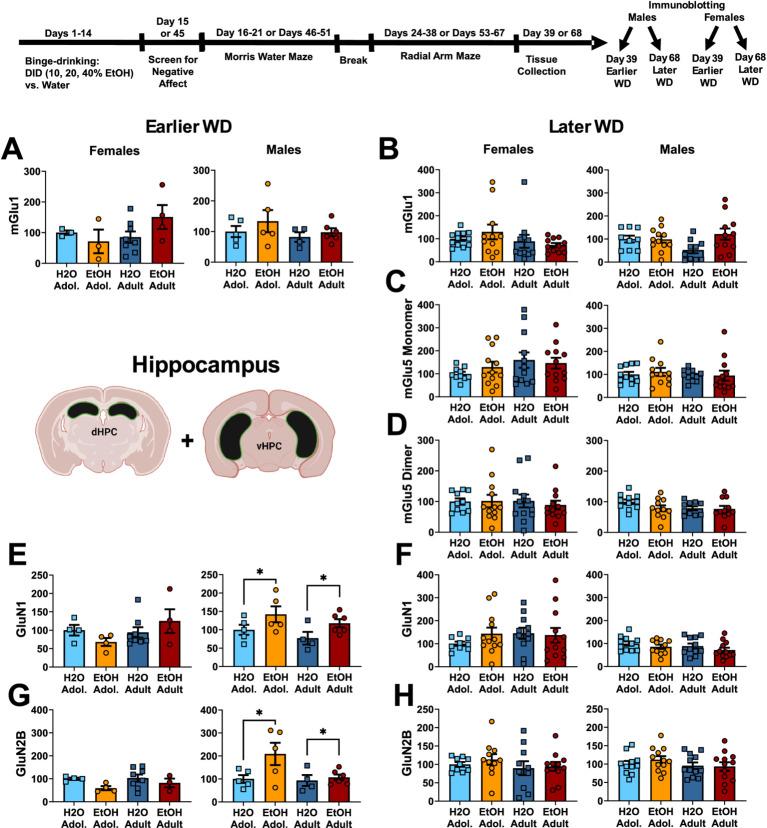 https://cdn.ncbi.nlm.nih.gov/pmc/blobs/dfcc/12301339/f3d1bbaf7aaa/fnbeh-19-1619889-g001.jpg