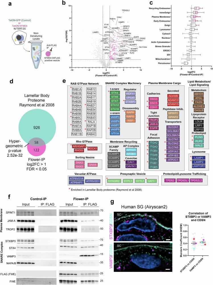 https://cdn.ncbi.nlm.nih.gov/pmc/blobs/dfcd/12297442/319a6ad51aa1/41467_2025_62105_Fig4_HTML.jpg
