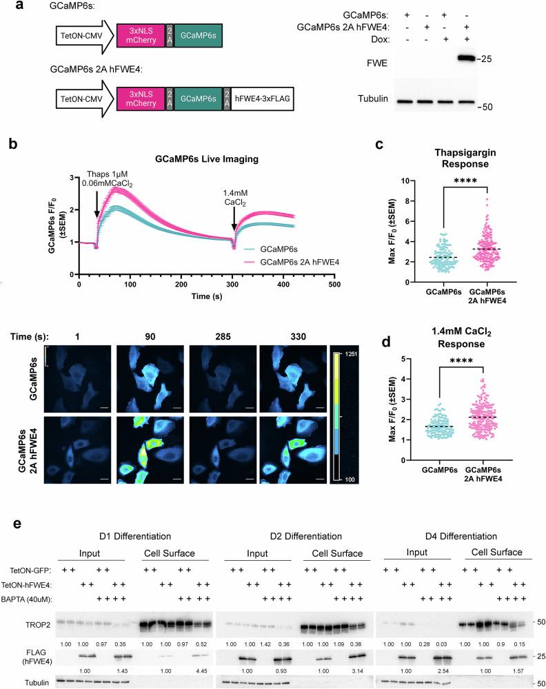 https://cdn.ncbi.nlm.nih.gov/pmc/blobs/dfcd/12297442/df3992292e41/41467_2025_62105_Fig6_HTML.jpg