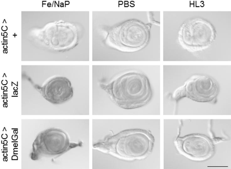 https://cdn.ncbi.nlm.nih.gov/pmc/blobs/dfcd/5801911/3f3e7486f9e9/gr2.jpg