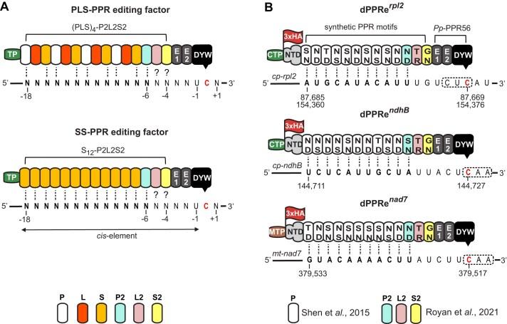 https://cdn.ncbi.nlm.nih.gov/pmc/blobs/dfce/11983096/51345e49c1b1/gkaf279fig1.jpg
