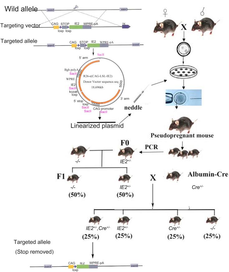 https://cdn.ncbi.nlm.nih.gov/pmc/blobs/dfd4/9305021/8b4c95dc7881/gr9.jpg