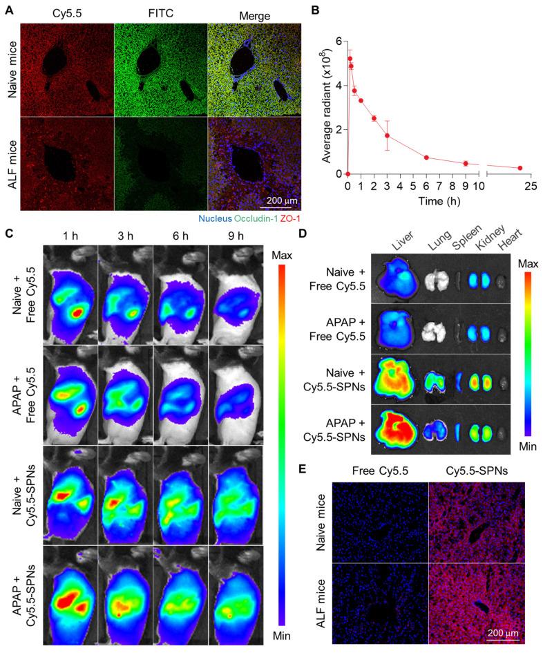 https://cdn.ncbi.nlm.nih.gov/pmc/blobs/dfd8/11700871/3d74956137b8/thnov15p1122g004.jpg