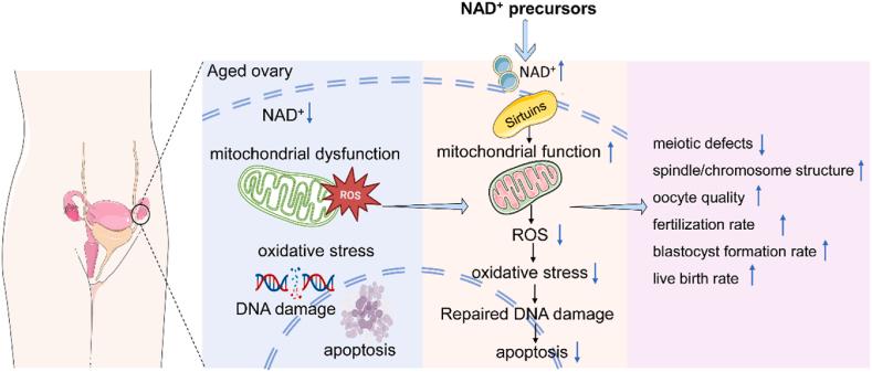 https://cdn.ncbi.nlm.nih.gov/pmc/blobs/dfda/11063225/4384b409d584/gr2.jpg