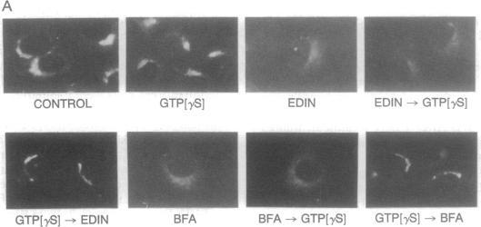 https://cdn.ncbi.nlm.nih.gov/pmc/blobs/dfdc/50032/46fae7445301/pnas01093-0058-a.jpg