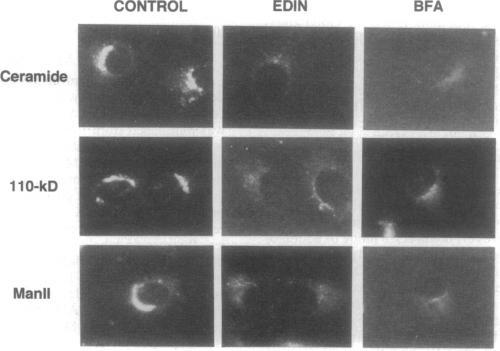 https://cdn.ncbi.nlm.nih.gov/pmc/blobs/dfdc/50032/a2ce76415181/pnas01093-0056-a.jpg