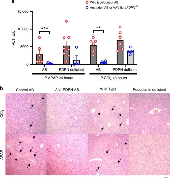 https://cdn.ncbi.nlm.nih.gov/pmc/blobs/dfe0/7176690/bba91320cad0/41467_2020_15584_Fig3_HTML.jpg