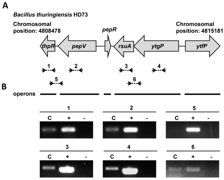 https://cdn.ncbi.nlm.nih.gov/pmc/blobs/dfe4/10975445/dd5246b2cf4c/microorganisms-12-00579-g002.jpg