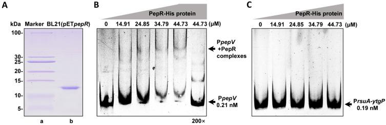 https://cdn.ncbi.nlm.nih.gov/pmc/blobs/dfe4/10975445/f07be48567a3/microorganisms-12-00579-g004.jpg