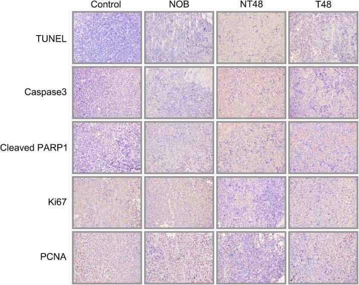 https://cdn.ncbi.nlm.nih.gov/pmc/blobs/dfe9/11808501/c520b41801e6/gr8.jpg