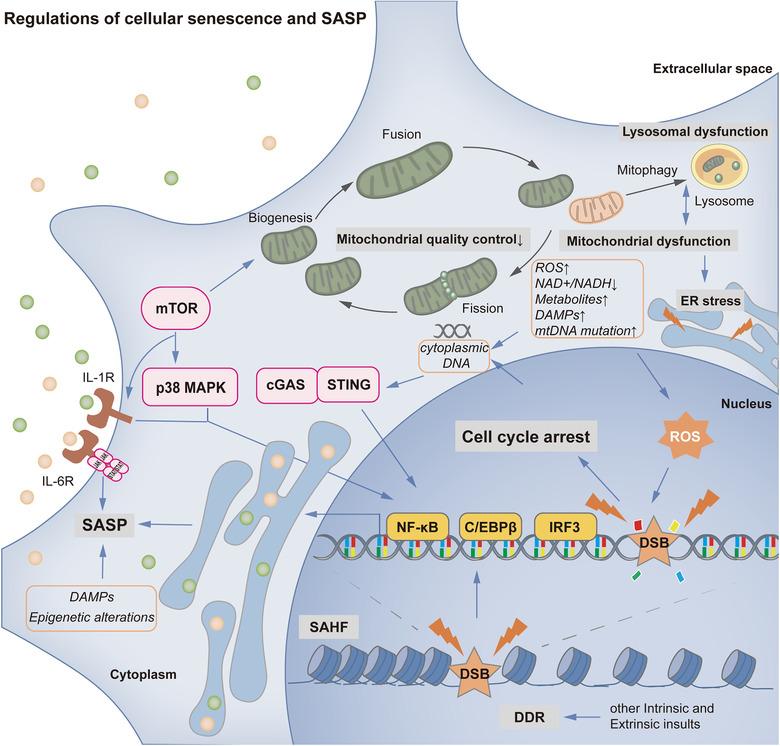 https://cdn.ncbi.nlm.nih.gov/pmc/blobs/dfe9/8491204/35c47a968a5d/JEV2-10-e12154-g001.jpg