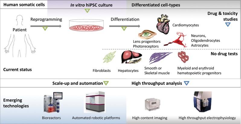 https://cdn.ncbi.nlm.nih.gov/pmc/blobs/dff2/3597971/01f1b13af8e2/bies0035-0281-f1.jpg