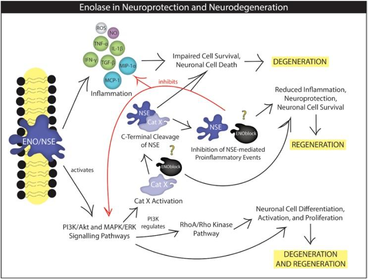 https://cdn.ncbi.nlm.nih.gov/pmc/blobs/dff6/5836052/8e327f8d4a33/brainsci-08-00033-g001.jpg