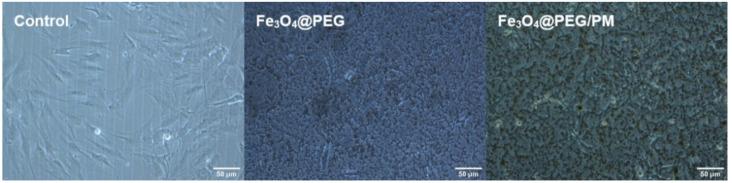 https://cdn.ncbi.nlm.nih.gov/pmc/blobs/dff7/8773041/511a45fe849d/antibiotics-11-00039-g011.jpg