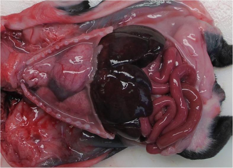 https://cdn.ncbi.nlm.nih.gov/pmc/blobs/dffd/6348621/84072b542e93/12917_2019_1795_Fig2_HTML.jpg