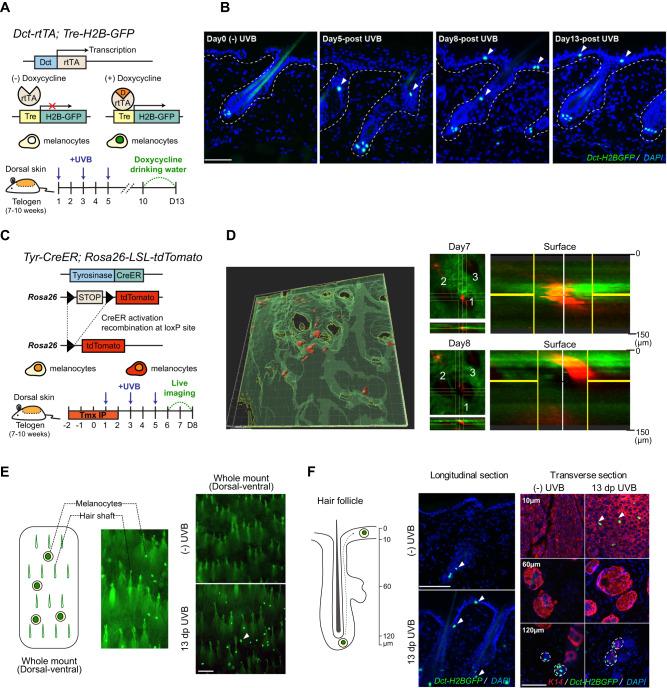 https://cdn.ncbi.nlm.nih.gov/pmc/blobs/e003/10821900/90a8d17633b8/41467_2024_45034_Fig1_HTML.jpg