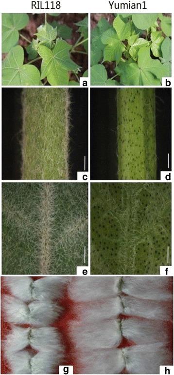 https://cdn.ncbi.nlm.nih.gov/pmc/blobs/e005/4837631/33197c2f810d/12864_2016_2605_Fig1_HTML.jpg
