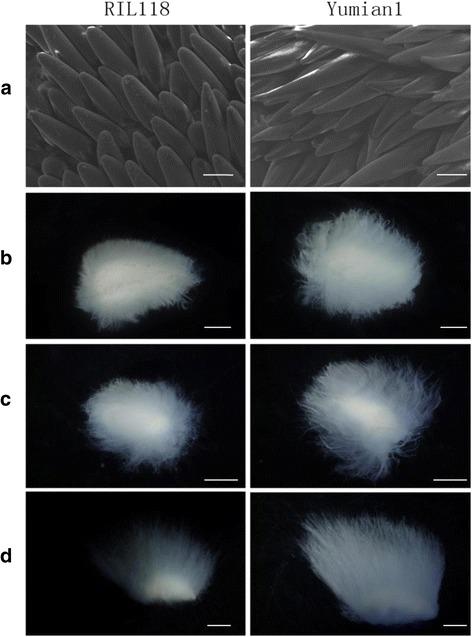 https://cdn.ncbi.nlm.nih.gov/pmc/blobs/e005/4837631/5bf3504fca2d/12864_2016_2605_Fig5_HTML.jpg