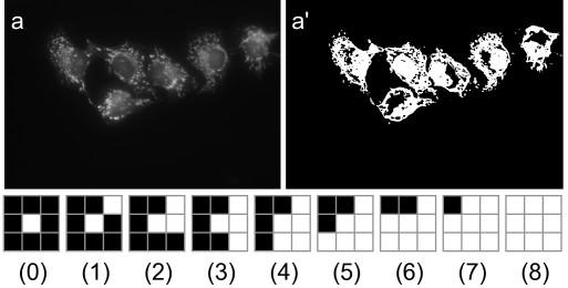 https://cdn.ncbi.nlm.nih.gov/pmc/blobs/e006/1847687/f21c743069e2/1471-2105-8-110-2.jpg