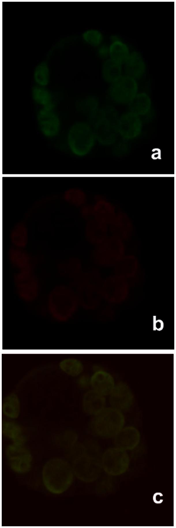https://cdn.ncbi.nlm.nih.gov/pmc/blobs/e00a/3679129/a39bfab6a122/pone.0065467.g006.jpg