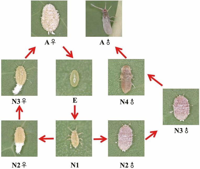 https://cdn.ncbi.nlm.nih.gov/pmc/blobs/e00a/8489056/42d580c328c9/ieab072f0001.jpg