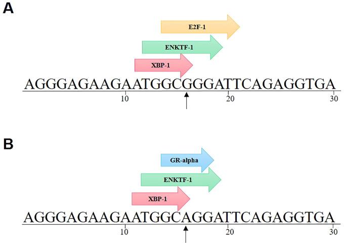 https://cdn.ncbi.nlm.nih.gov/pmc/blobs/e00c/11628248/6352d0161515/fendo-15-1397423-g009.jpg