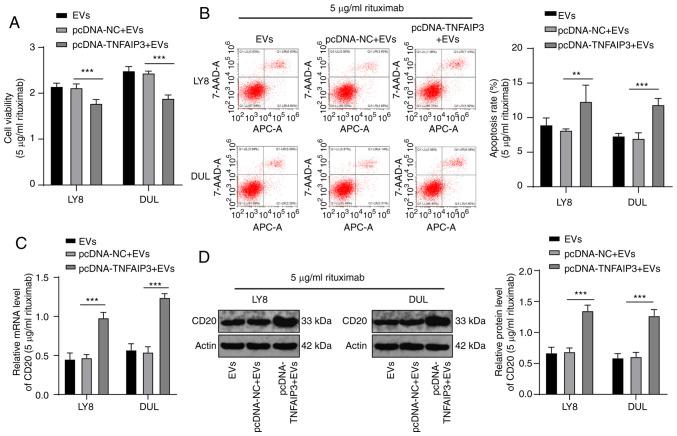 https://cdn.ncbi.nlm.nih.gov/pmc/blobs/e00c/8078569/33e547b67812/IJO-58-06-05211-g06.jpg