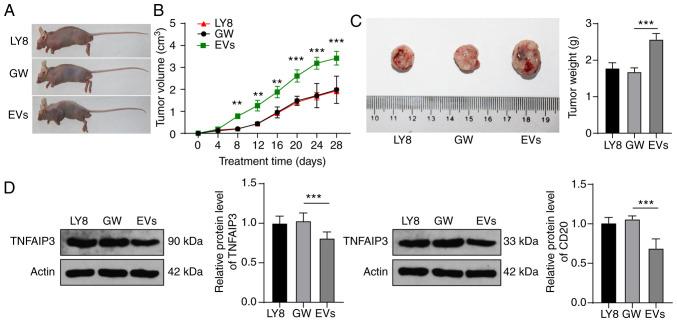 https://cdn.ncbi.nlm.nih.gov/pmc/blobs/e00c/8078569/5f3e09083766/IJO-58-06-05211-g07.jpg