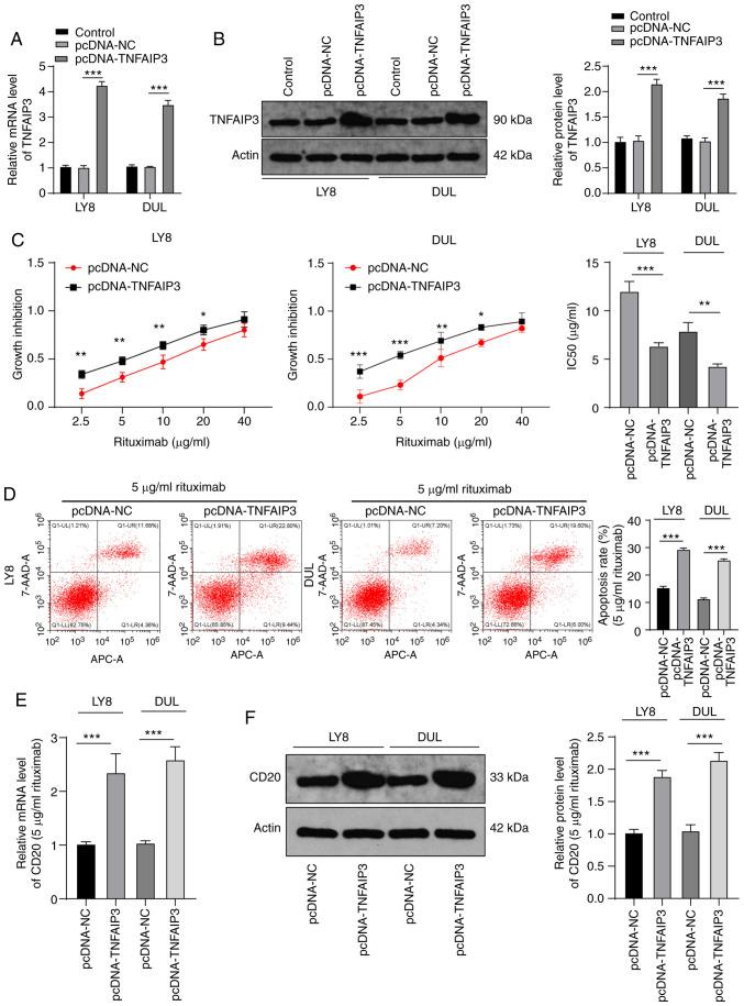 https://cdn.ncbi.nlm.nih.gov/pmc/blobs/e00c/8078569/81bc518edc5d/IJO-58-06-05211-g01.jpg