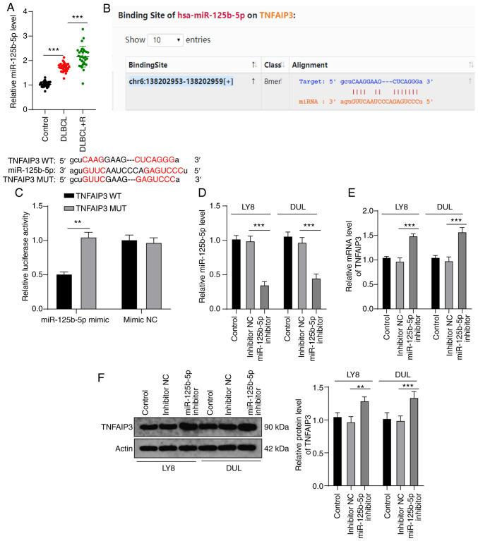 https://cdn.ncbi.nlm.nih.gov/pmc/blobs/e00c/8078569/8737614ff2e8/IJO-58-06-05211-g02.jpg