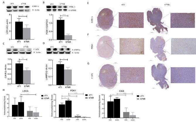https://cdn.ncbi.nlm.nih.gov/pmc/blobs/e00d/12183868/299c67244f70/13058_2025_2065_Fig5_HTML.jpg