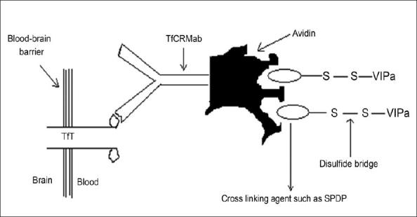 https://cdn.ncbi.nlm.nih.gov/pmc/blobs/e00e/2792490/aa0c92c821b6/IJPhS-70-145-g003.jpg
